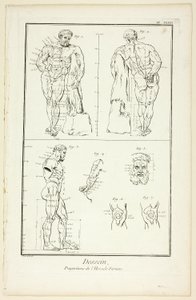 Design: Proportions of the Farnese Hercules, from Encyclopédie by Benoit Louis Prevost