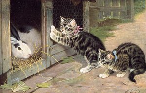 Cat postcard