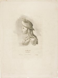 The Butcher-Woman, from Arts et Métiers by Bernard Gaillot