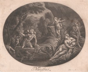 Narcissus
