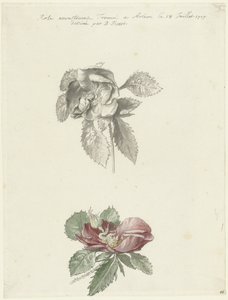 Study Sheet with a Rose by Bernard Picart