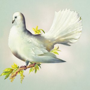Fantail Dove by Bert Illoss