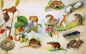 Mice by Bert Illoss