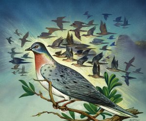 Passenger Pigeons by Bert Illoss