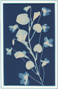 Untitled by Bertha Evelyn Jacques