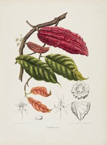 Theobroma, Cacao tree by Berthe Hoola van Nooten