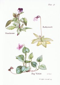 Heartsease, Dog Violet, Butterwort by Bessie D. Inglis