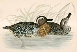 Garganey Teal by Beverley R. Morris