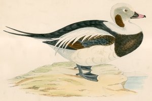 Long Tailed Duck
