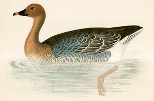 Pink Footed Goose