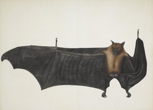 Great Indian Fruit Bat by Bhawani Das