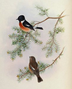 Saxicola maurus indicus, on Juniperus formosana. From The Birds of Asia (John Gould), Volume 4 by BirdsAsiaJohnGoIVGoul_0144.jpg
