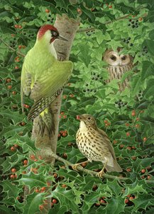 Woodpecker, Owl and Thrush