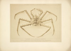 Crab by Bisson Frères