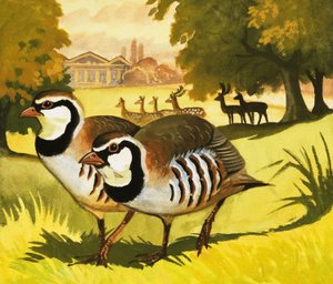 The Red-Legged Partridge