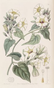 Merremia Umbellata