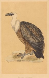 Griffon Vulture by British 19th Century