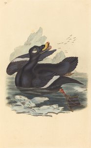 Velvet Duck by British 19th Century