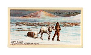 Capt. L.E.G. Oates Exercising a Siberian Pony on the Sea-Ice off Cape Evans