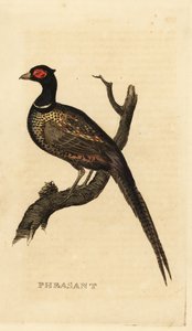Common Pheasant by British School