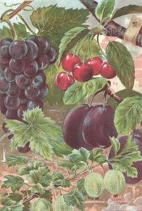 Fruits: grapes, cherries, plums