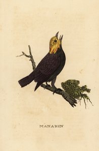 Golden-headed manakin, Ceratopipra erythrocephala by British School