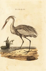 Great Egret