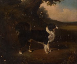Portrait of a Dog