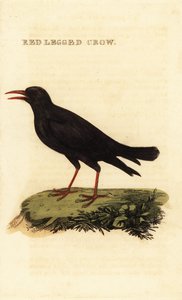 Red-billed chough, Pyrrhocorax pyrrhocorax by British School