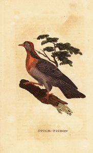 Stock Dove, Columba Oenas by British School