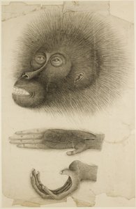 The Head and Hands of an Orangutan, c.1818-30 by British School