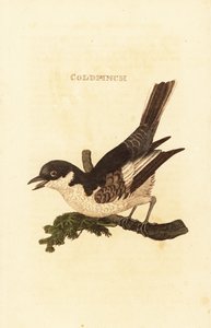 White wagtail, Motacilla alba by British School