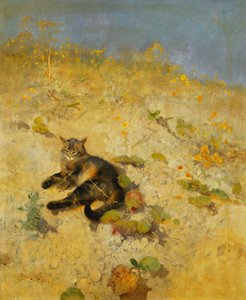 A Cat Basking in the Sun