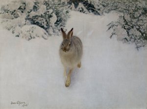 Hare in Winter
