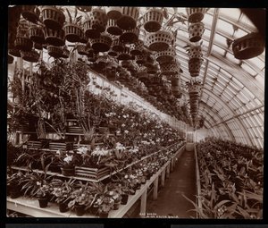 Orchids in a greenhouse at the Helen Gould estate (late Jay Gould residence) at Tarrytown, New York, 1894