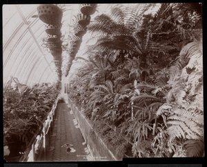 Plants in a Greenhouse at the Helen Gould Estate at Tarrytown, New York, 1894