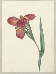 Flower Named Ferraria Tigrina by C.J. Kruimel