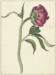 Peony Flower