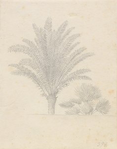 Palm Tree and Group of Leaves by Christoffer Wilhelm Eckersberg