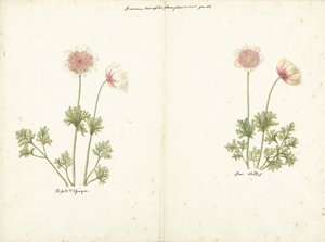 Two Studies of Anemones
