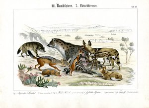 African Carnivores at a Hunt by C. Roth