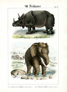 African Elephant and Indian Rhinoceros by C. Roth