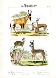 African Ruminants of the Savanna by C. Roth