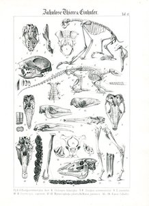 Anatomical Illustration of Edentates and Equids by C. Roth