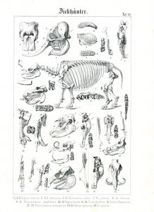 Anatomical Illustration of Pachyderms by C. Roth