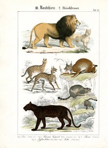 Big Cats and Small Feline Species by C. Roth