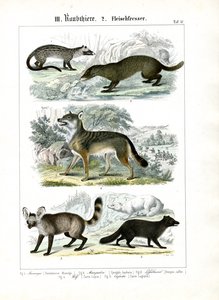Carnivores of the Canid Family and Mustelids by C. Roth
