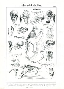 Comparative Anatomy of Primates and Bats by C. Roth