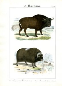European Bison and Muskox by C. Roth
