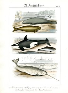 Marine Mammals and Their Anatomical Features by C. Roth
